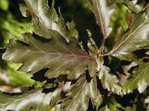 Fagus sylvatica 'Rohan Pyramid'